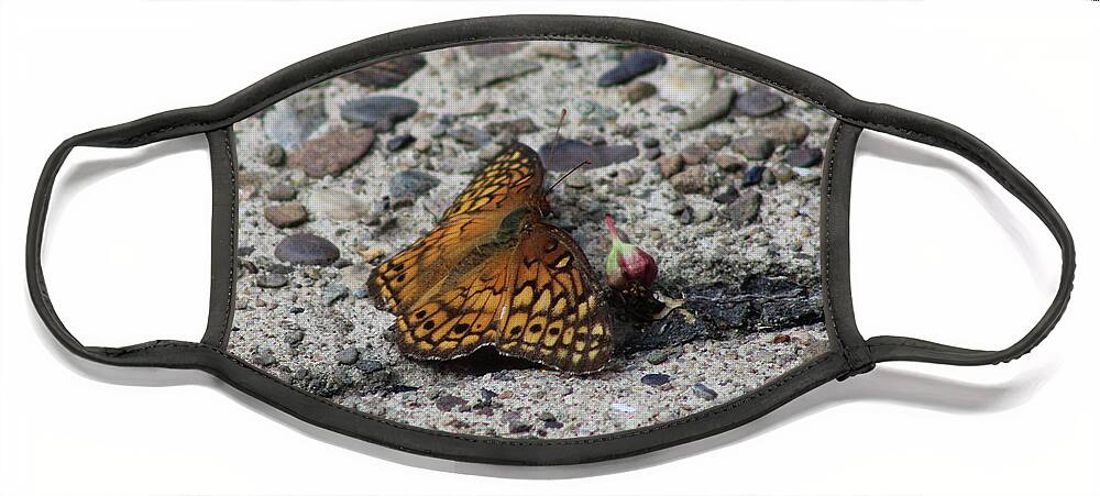 Butterfly Face Mask featuring the photograph Butterfly on the Sidewalk by Christopher Reed