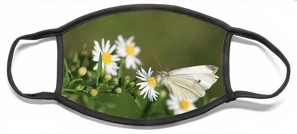 Butterfly Face Mask featuring the photograph Cabbage Butterfly on Wildflowers by Christopher Reed