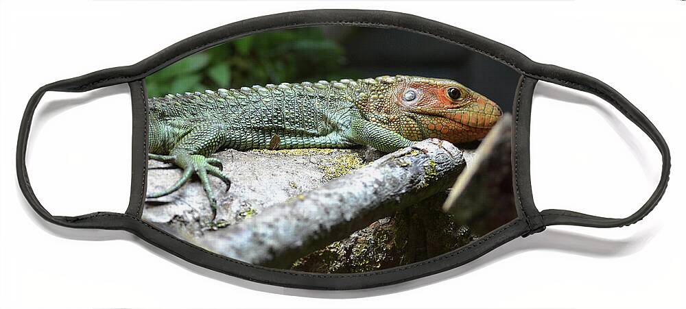  Face Mask featuring the photograph Caiman Lizard by Terence Davis