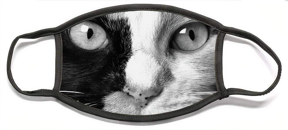 Calico Face Mask featuring the photograph Calico Eyes by John Hartung  ArtThatSmiles com