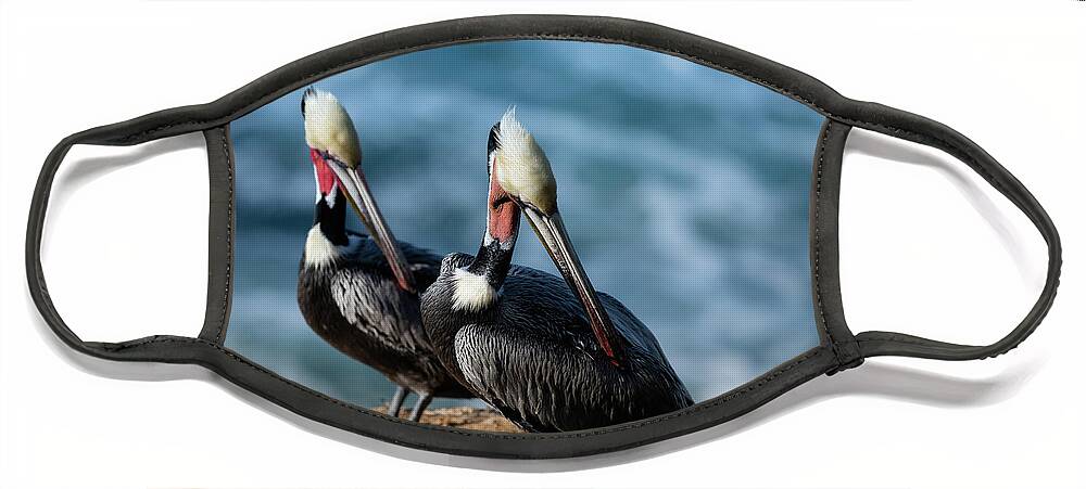 Bird Photography Face Mask featuring the photograph California Brown Pelicans by Abigail Diane Photography