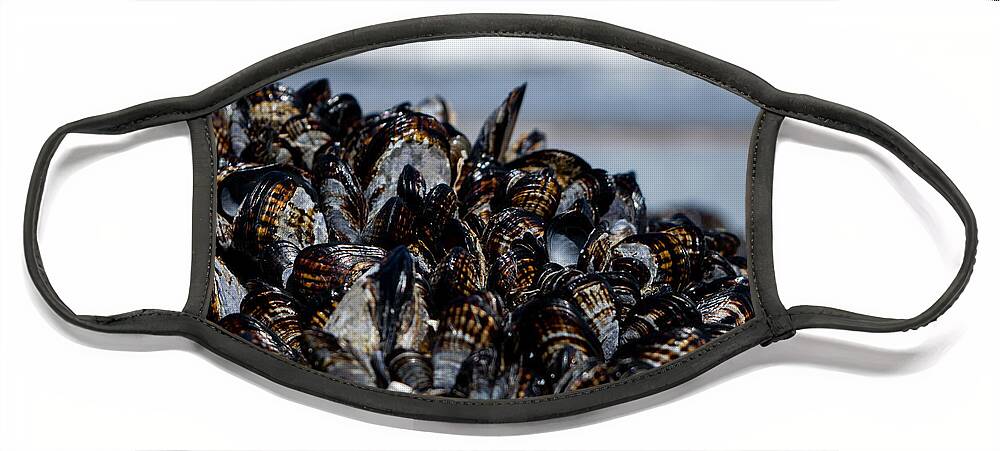 California Mussels Face Mask featuring the photograph California Mussels by Bonny Puckett