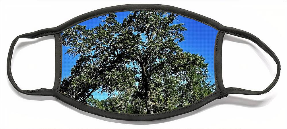 Oak Face Mask featuring the photograph California Oak at Victory Park Stockton California by Suzanne Lorenz
