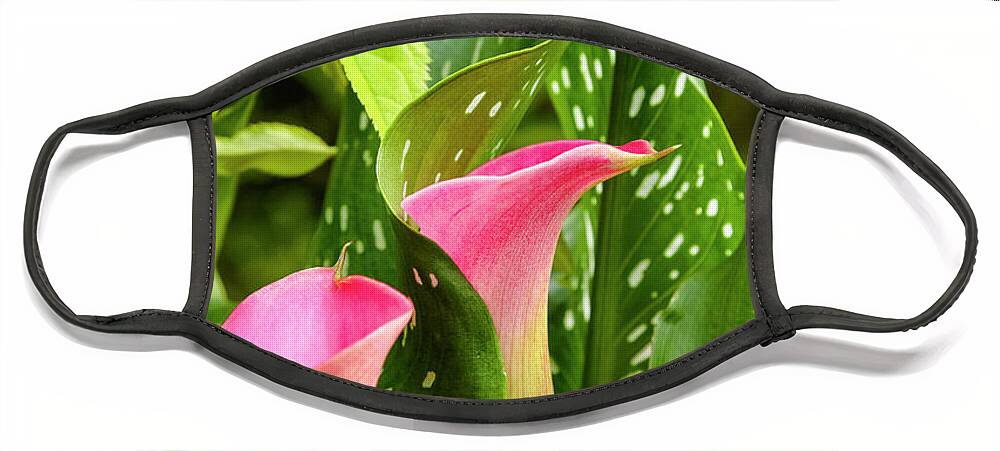  New England Face Mask featuring the photograph Calla Lilies by Erin Paul Donovan