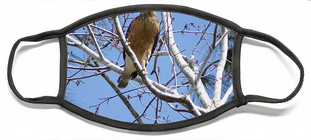 Red-shouldered Hawk Face Mask featuring the photograph Calling Mate by Heather E Harman