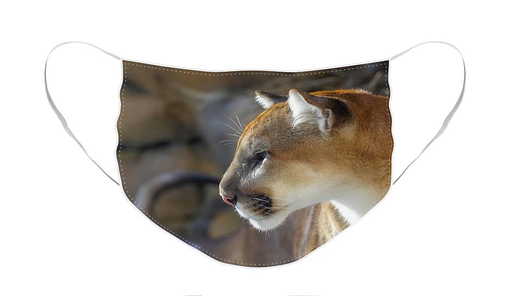 Africa Face Mask featuring the photograph Calm Cougar  by Susan Rydberg