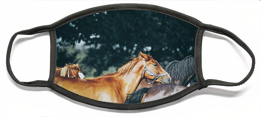 Horse Face Mask featuring the photograph Calm horses III by Dimitar Hristov