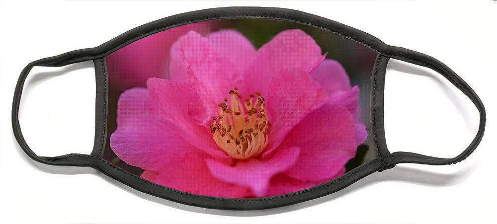 Camellia Face Mask featuring the photograph Pink Camellia II by Mingming Jiang
