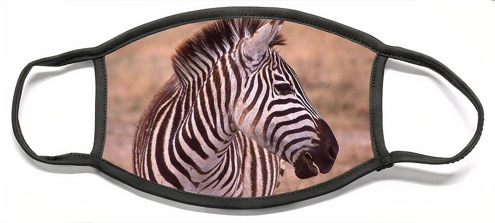 Africa Face Mask featuring the photograph Camera Shy Zebra by Russ Considine