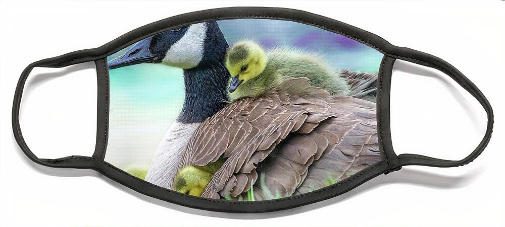 Mom Canada Goose Kkeeping The Chicks Warm. Face Mask featuring the photograph Canada Goose with Chicks by Sandra Rust