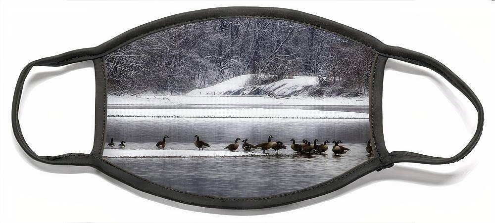 Waterfowl Face Mask featuring the photograph Canadian Geese Gathering by Mary Walchuck