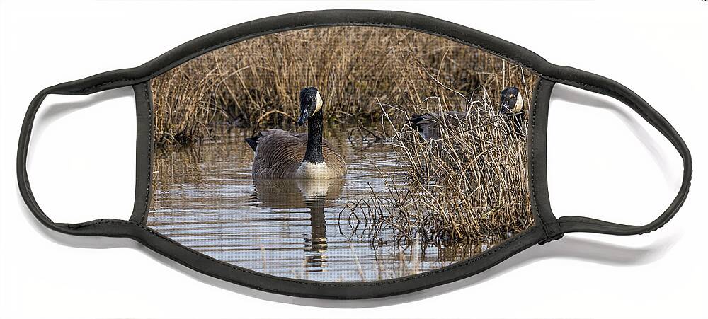 Canadian Geese Face Mask featuring the photograph Canadian Geese In The Weeds by Jennifer White