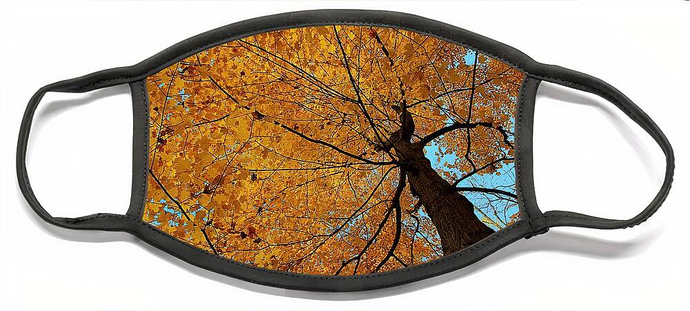 Autumn Leaves Face Mask featuring the photograph Canopy of Color by Mary Walchuck