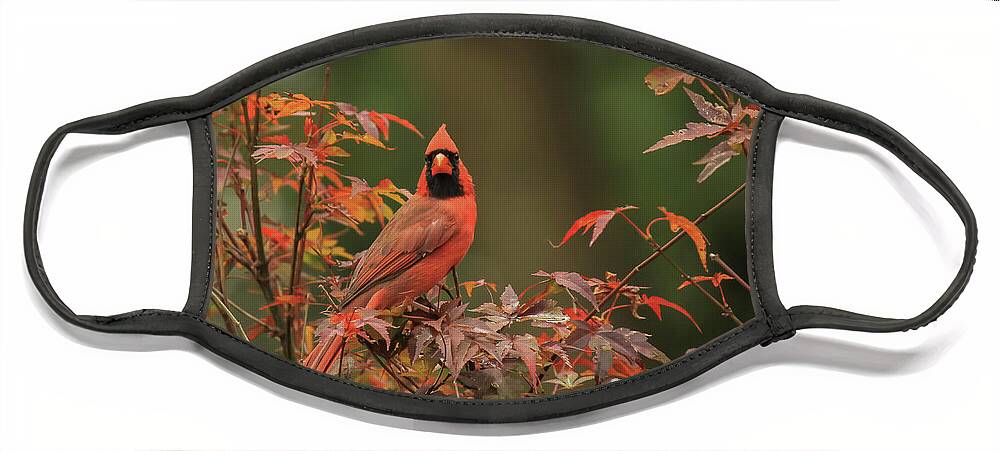 Bird Face Mask featuring the photograph Cardinal by Doug McPherson