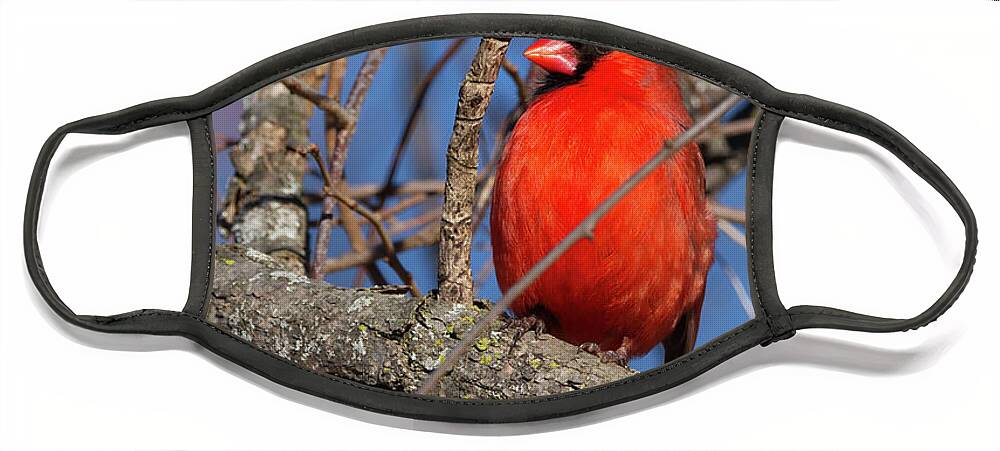 Cardinal Face Mask featuring the photograph Cardinal In Red by Flinn Hackett
