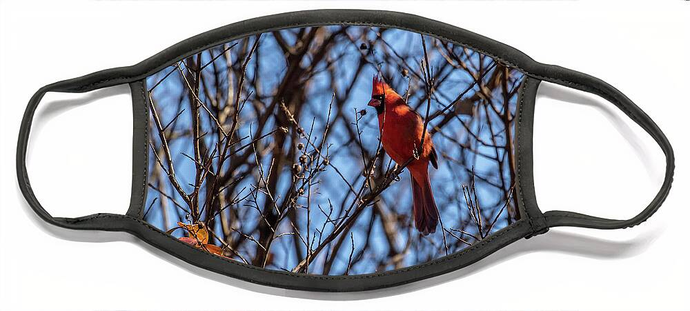 Cardinal Face Mask featuring the photograph Cardinal in Tree by Dorothy Cunningham