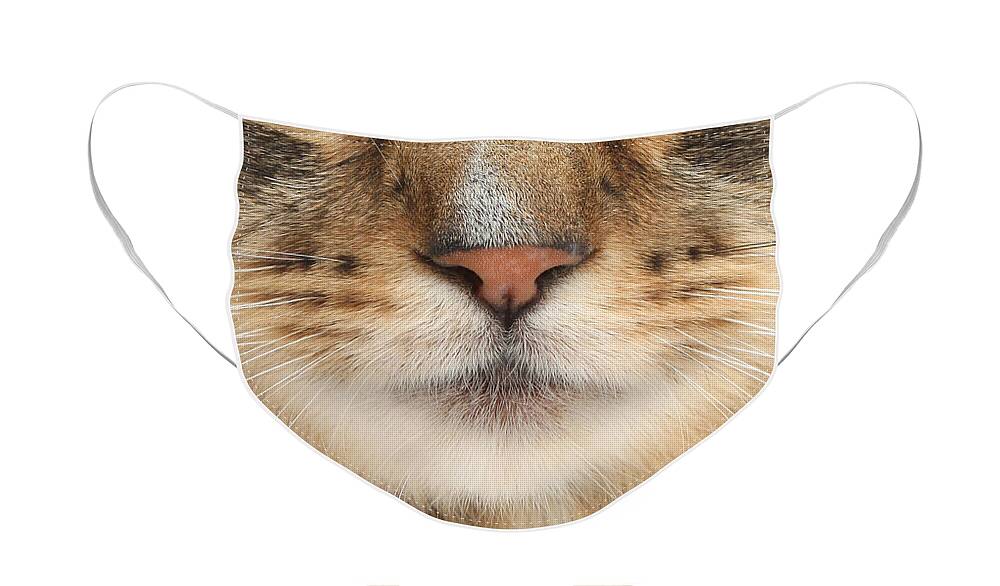  Face Mask featuring the photograph Cat 03 by Warren Photographic