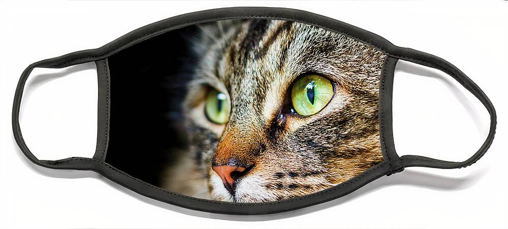 Cat Face Mask featuring the photograph Cat Stare by Rick Deacon