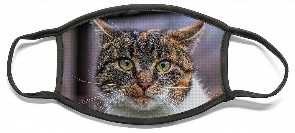 Liza Face Mask featuring the photograph Cat suprised face. Cat looks at camera. Colorful kitten standing on wooden parapet and looks into garden. She watch something. Domestic moggie on watch by Vaclav Sonnek