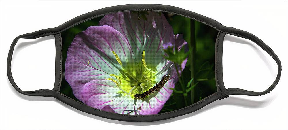 Primrose Face Mask featuring the photograph Caterpillar on Primrose by Pam Rendall