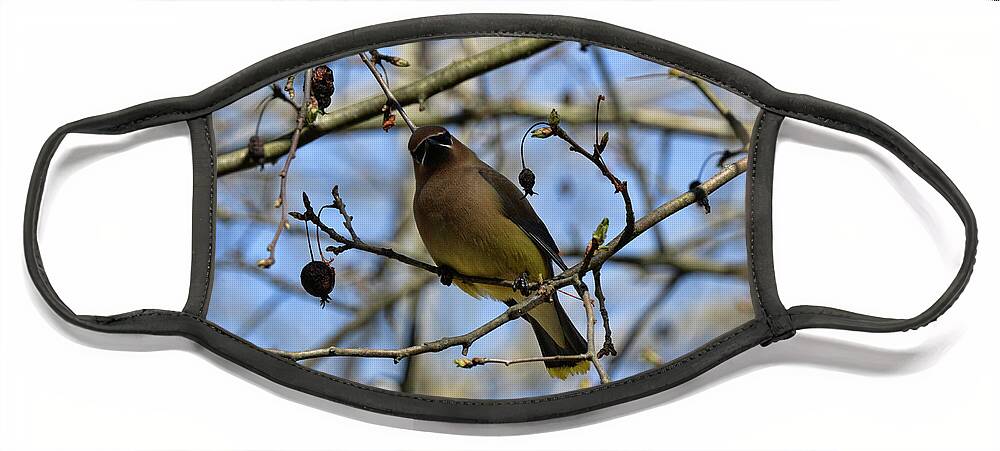  Face Mask featuring the photograph Cedar Waxwing 3 by David Armstrong