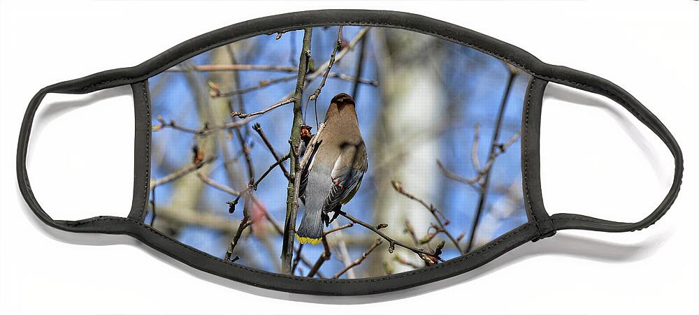  Face Mask featuring the photograph Cedar Waxwing 5 by David Armstrong