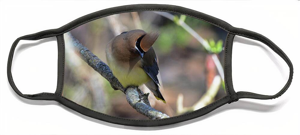  Face Mask featuring the photograph Cedar Waxwing 6 by David Armstrong