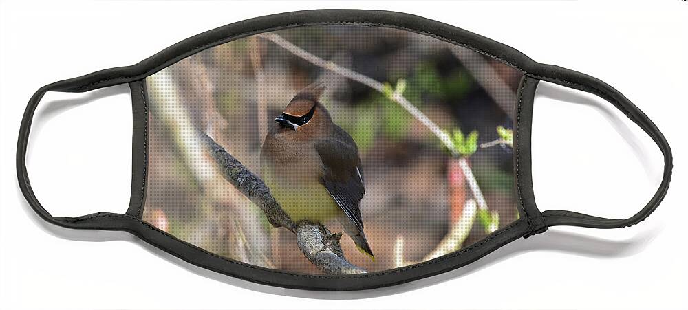  Face Mask featuring the photograph Cedar Waxwing 7 by David Armstrong