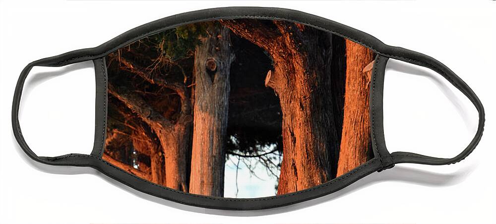 Trees Face Mask featuring the photograph Cemetery Sentinels by Rod Seel