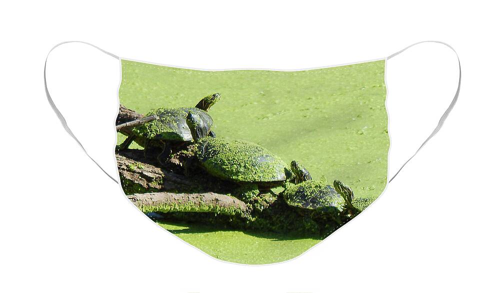 Painted Turtle Face Mask featuring the photograph Chain Sunning by Wild Thing