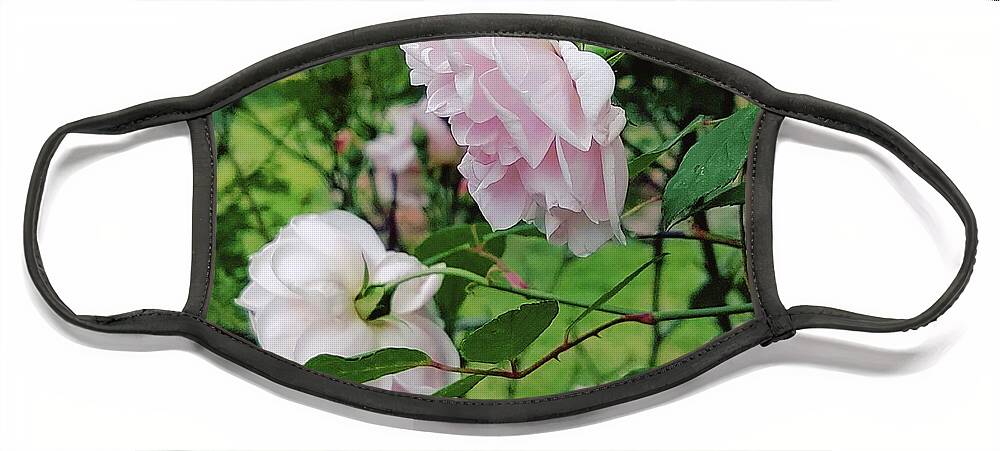 Old Fashioned Roses Face Mask featuring the digital art Charming Pale Pink Roses by Pamela Smale Williams
