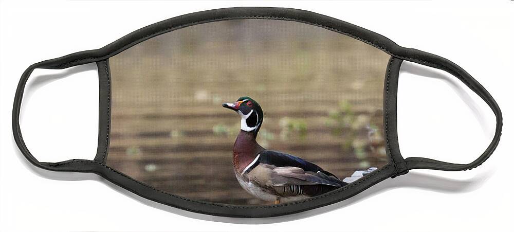 Wood Duck Face Mask featuring the photograph Checking Me Out by Jayne Carney