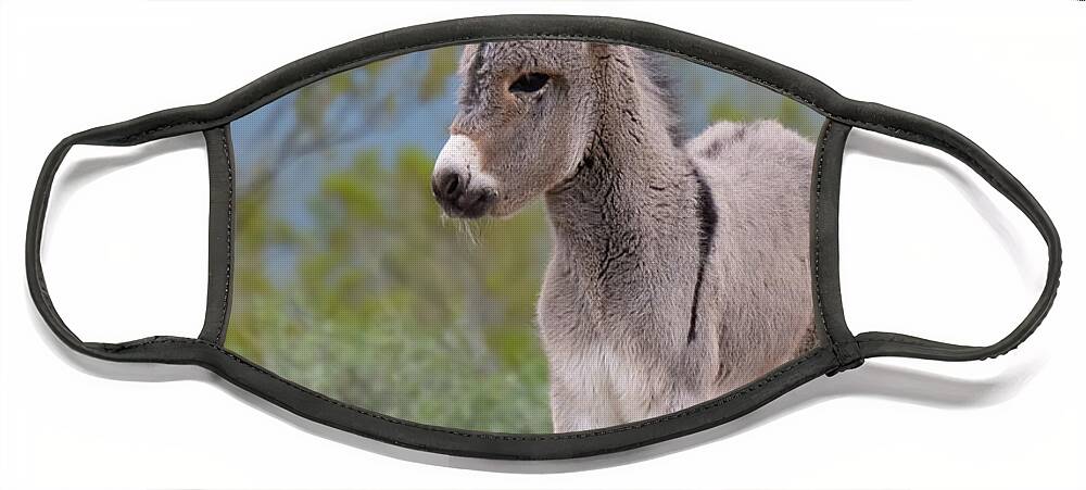 Wild Burro Face Mask featuring the photograph Checking out the World by Mary Hone