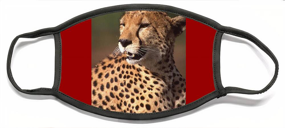 Cheetah Face Mask featuring the photograph Cheetah Profile by Russel Considine