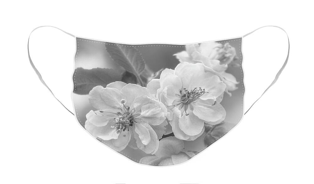 Blossom Face Mask featuring the photograph Cherry Blossom Cluster in Black and White by Teresa Wilson