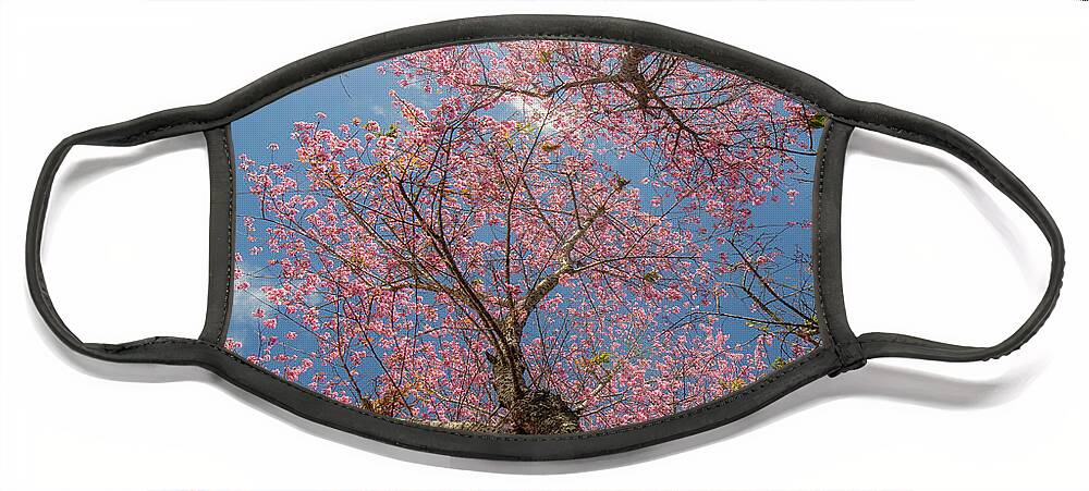 Awesome Face Mask featuring the photograph Cherry blossom by Khanh Bui Phu