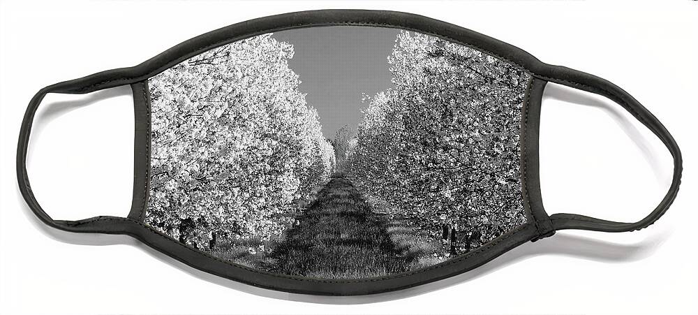 Cherry Orchard Face Mask featuring the photograph Cherry Blossom Perspective B W by David T Wilkinson
