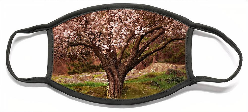 Canadian Landscapes Face Mask featuring the photograph Cherry Blossom Tree by Naomi Maya