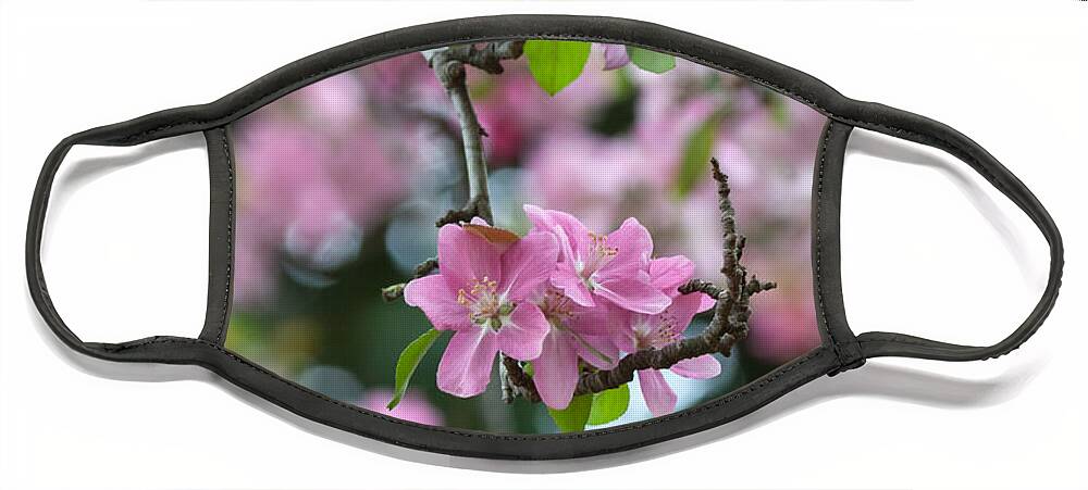 Cherry Tree Face Mask featuring the photograph Cherry Blossoms by Jayne Carney
