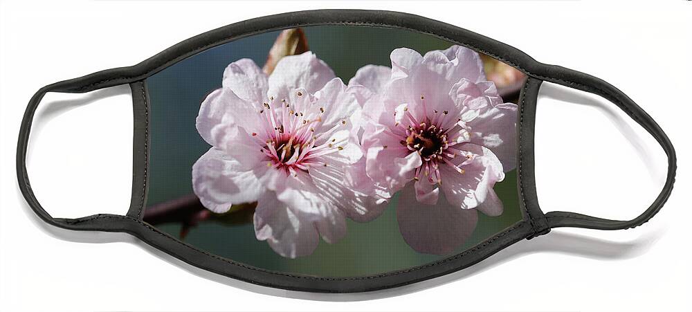 Plum Extract Face Mask featuring the photograph Cherry Blossoms by Tammy Pool