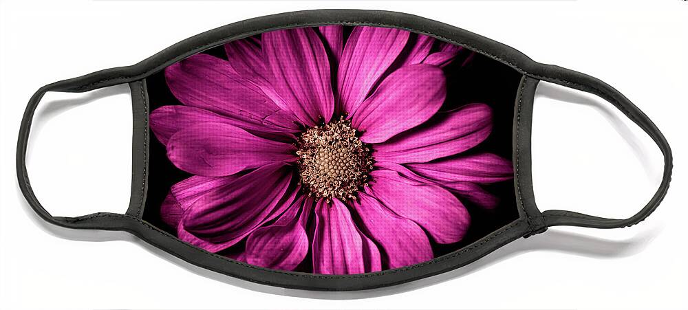 Magenta Flower Face Mask featuring the photograph Chrysanthemum by Darcy Dietrich