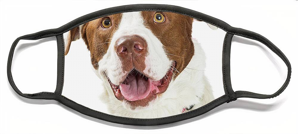 Terrier Face Mask featuring the photograph Closeup Happy Large Brown and White Dog by Good Focused