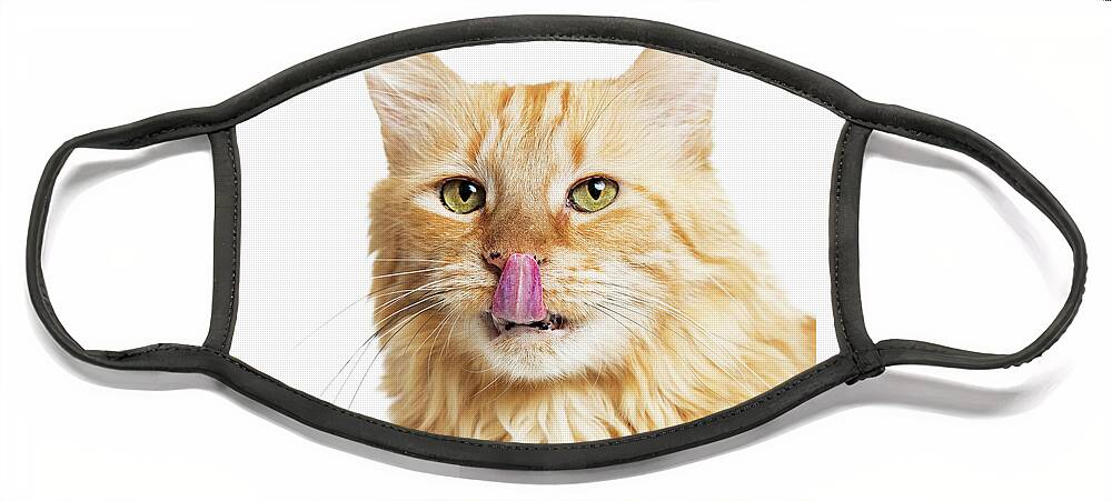Animal Face Mask featuring the photograph Closeup Orange Hungry Cat Over White by Good Focused