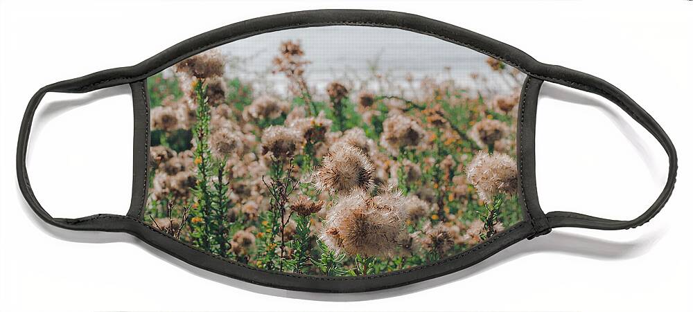 Nikon Photography Face Mask featuring the photograph Coastal flowers, Southern California by Abigail Diane Photography