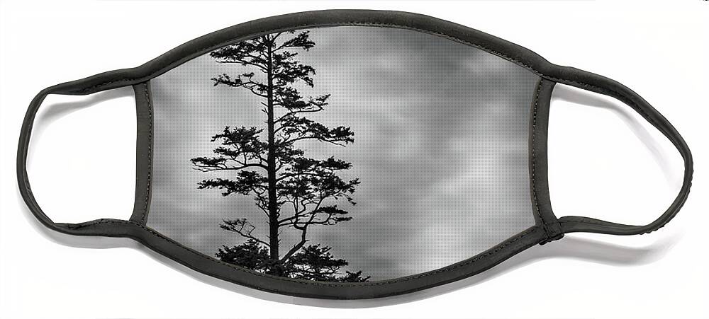 Coastal Pine Face Mask featuring the photograph Coastal Pine by David Patterson