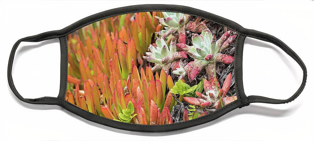 Succulents Face Mask featuring the photograph Coastal Succulents by Margaret Pitcher