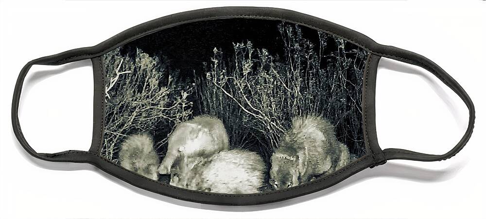 Animals Face Mask featuring the photograph Collared Peccary or Javelina Herd at Night by Judy Kennedy