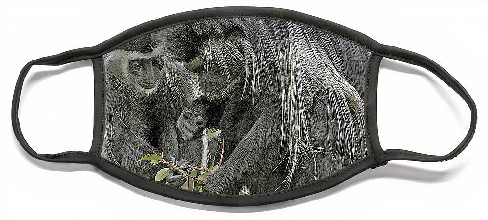 Black-and-white Mantled Colobus Monkeys Face Mask featuring the digital art COLOBUS MONKEYS cps by Larry Linton