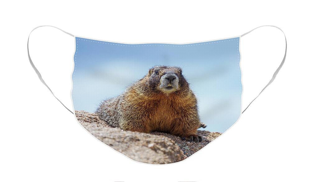 Rocky Mountain National Park Face Mask featuring the photograph Colorado Marmot by Tim Stanley