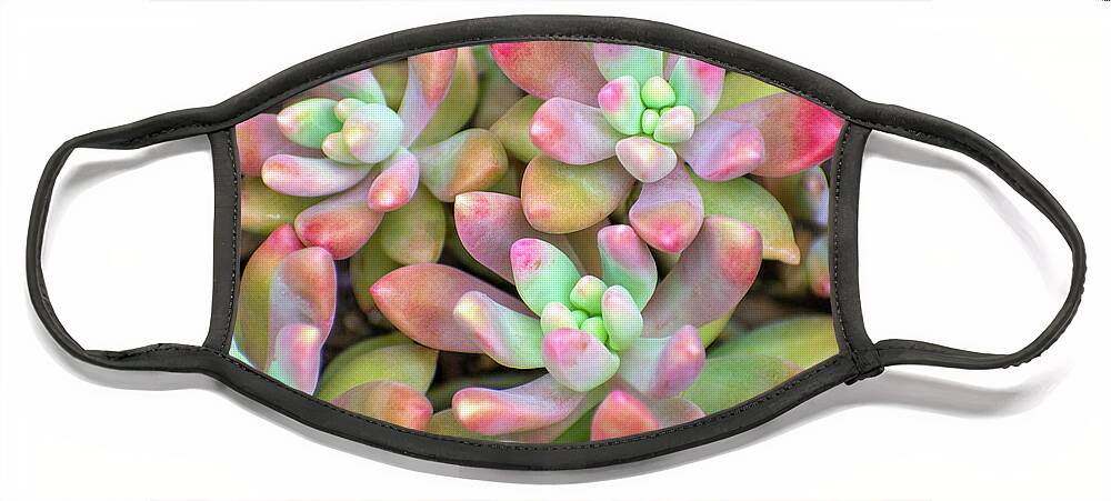 Plant Face Mask featuring the photograph Colorful Succulent Moonstone Plants by Christina Rollo